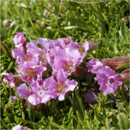 Latest Tech in Skin Firming: Saponaria Pumila Stem Cells
