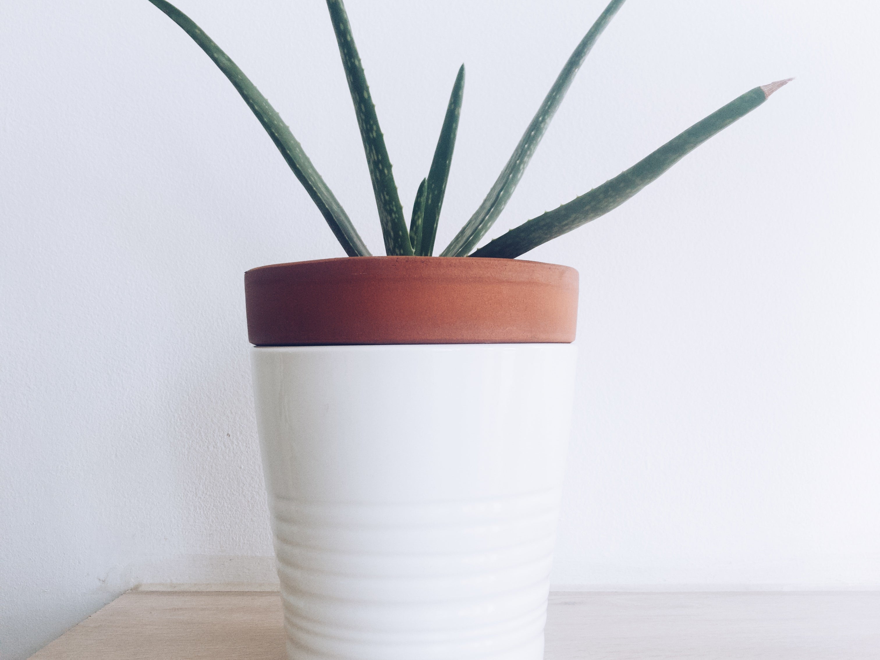 Everything You Need to Know About Aloe Vera
