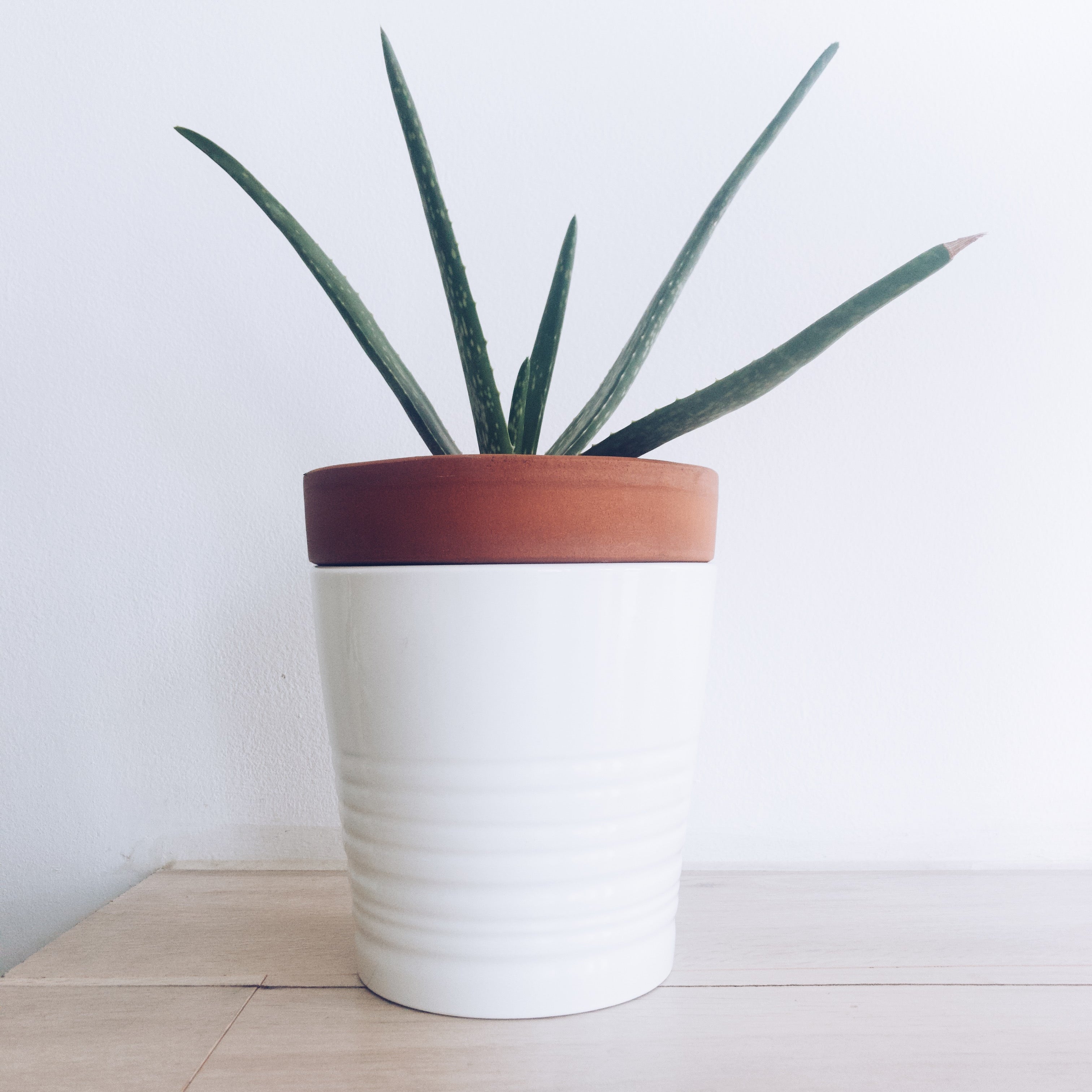 Everything You Need to Know About Aloe Vera