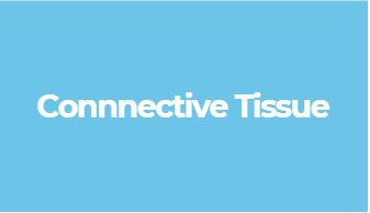 connective tissue by enbacci.com