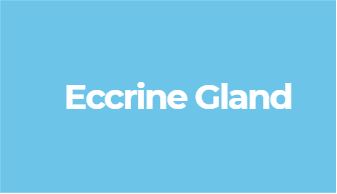 common form of sweat gland and found on surfaces of the skin by enbacci.com