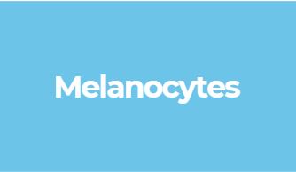 melanocytes cell that produces and distributes melanin