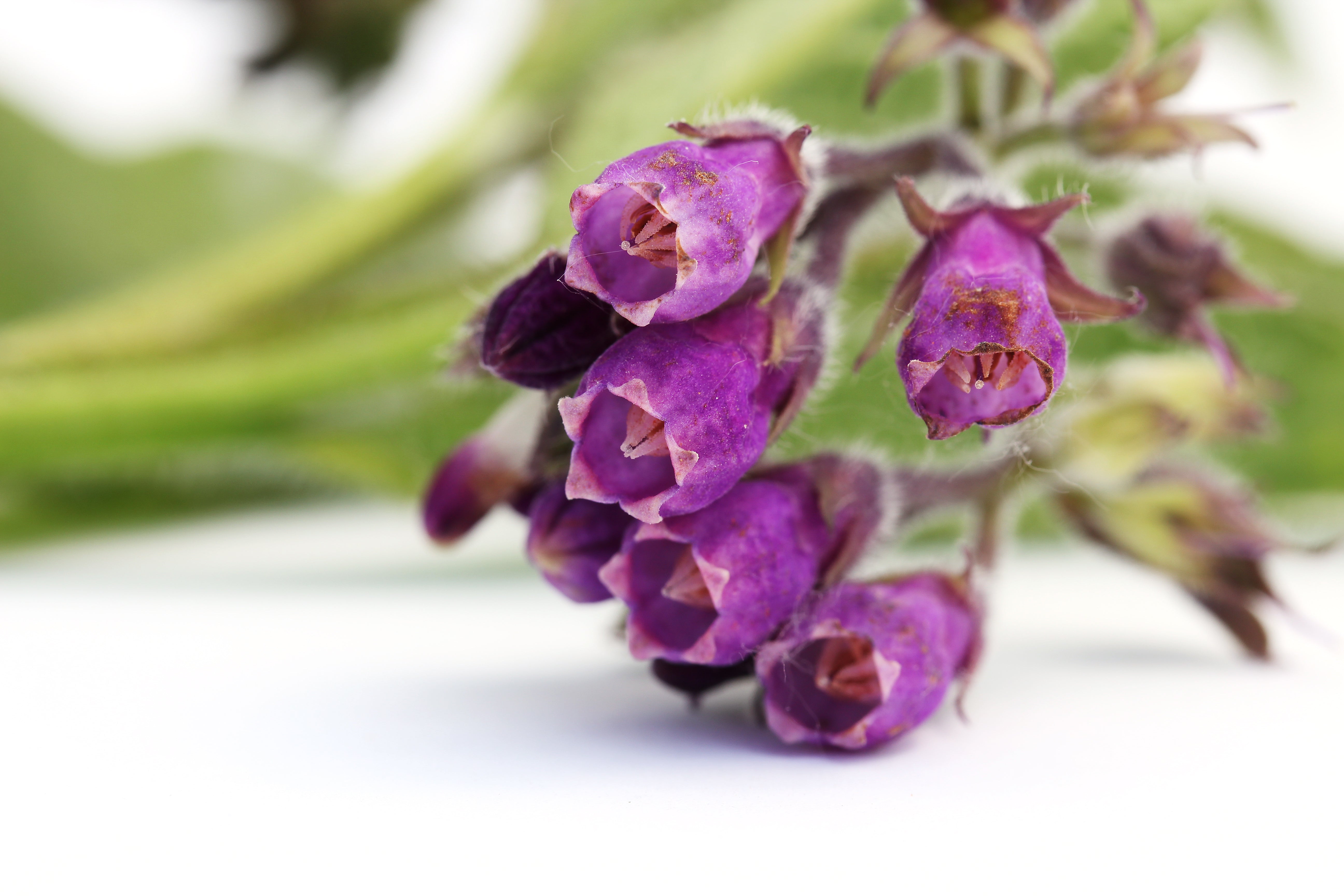 Everything You Need to Know About Allantoin