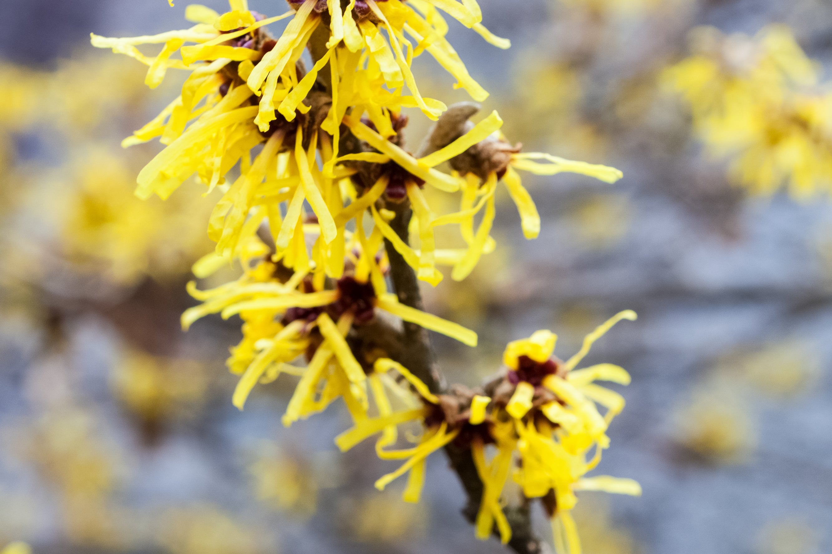 Everything You Need to Know About Witch Hazel