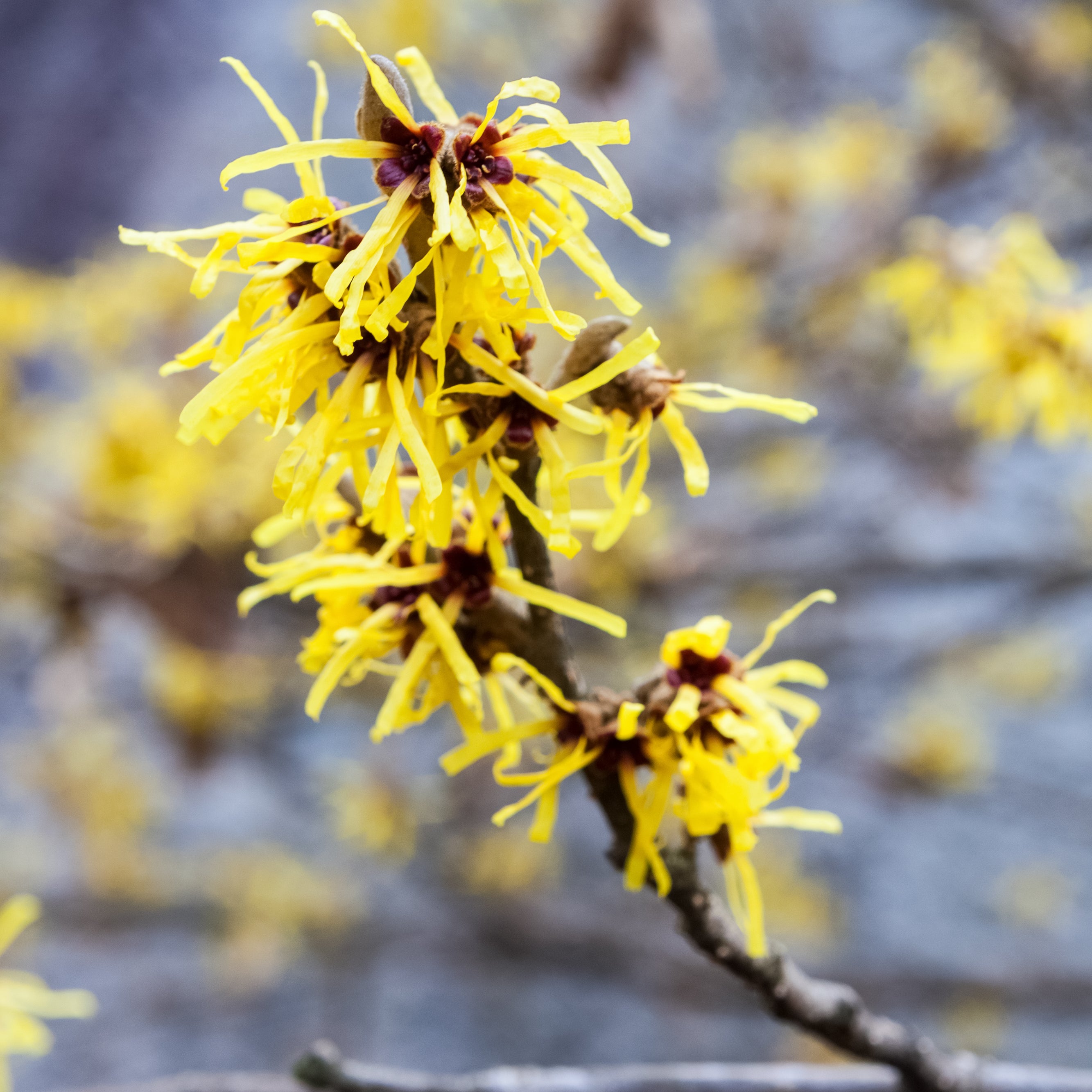 Everything You Need to Know About Witch Hazel